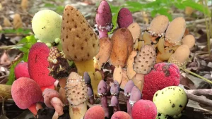 Τα ασεξουαλικά παρασιτικά φυτά παραβιάζουν τους κανόνες της βιολογίας