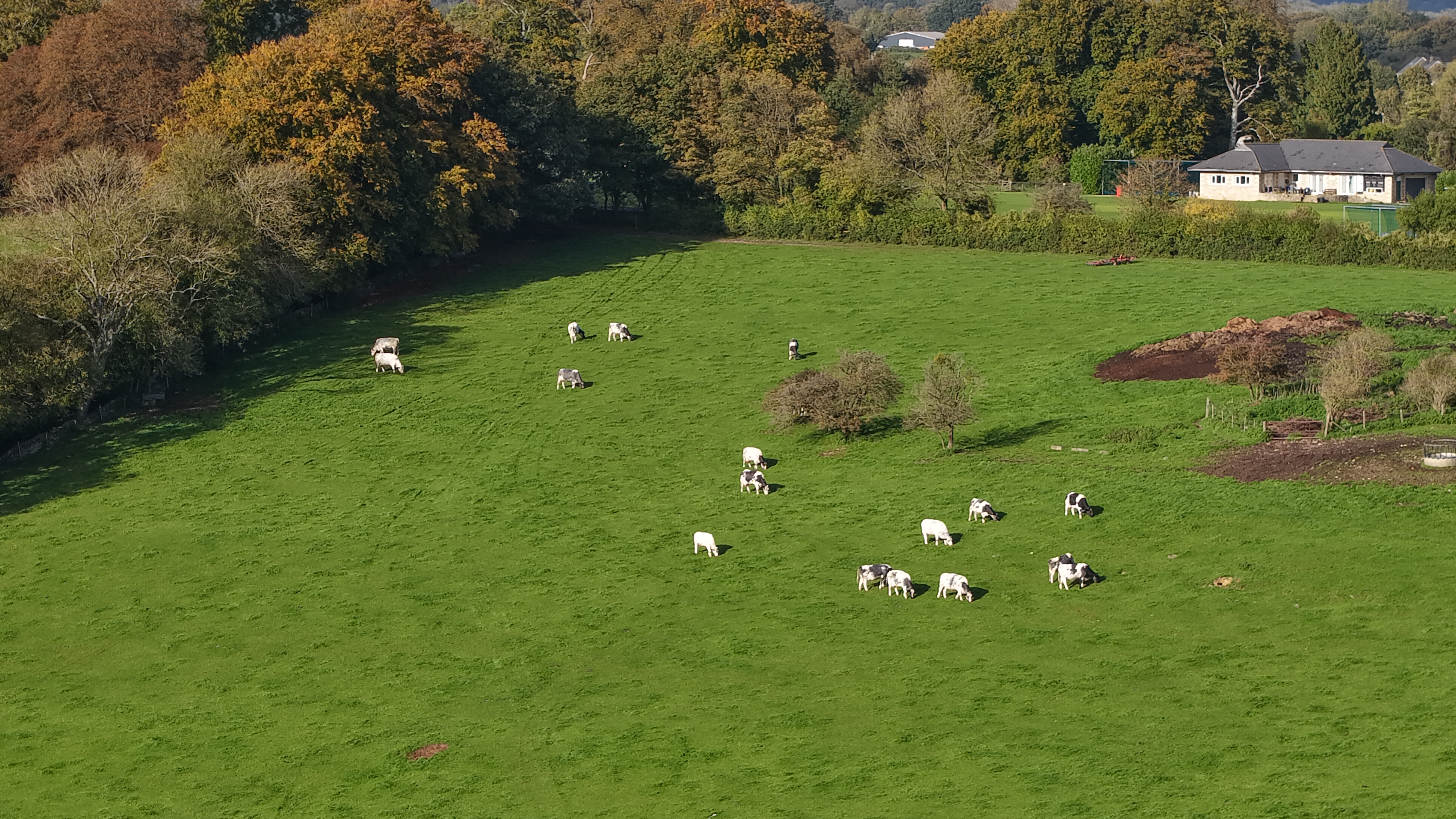 Μια φωτογραφία με αγελάδες τραβηγμένη με drone DJI Air 3S