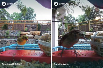 MacRumors 2025 Holiday Gift Guide bird buddy snapshots