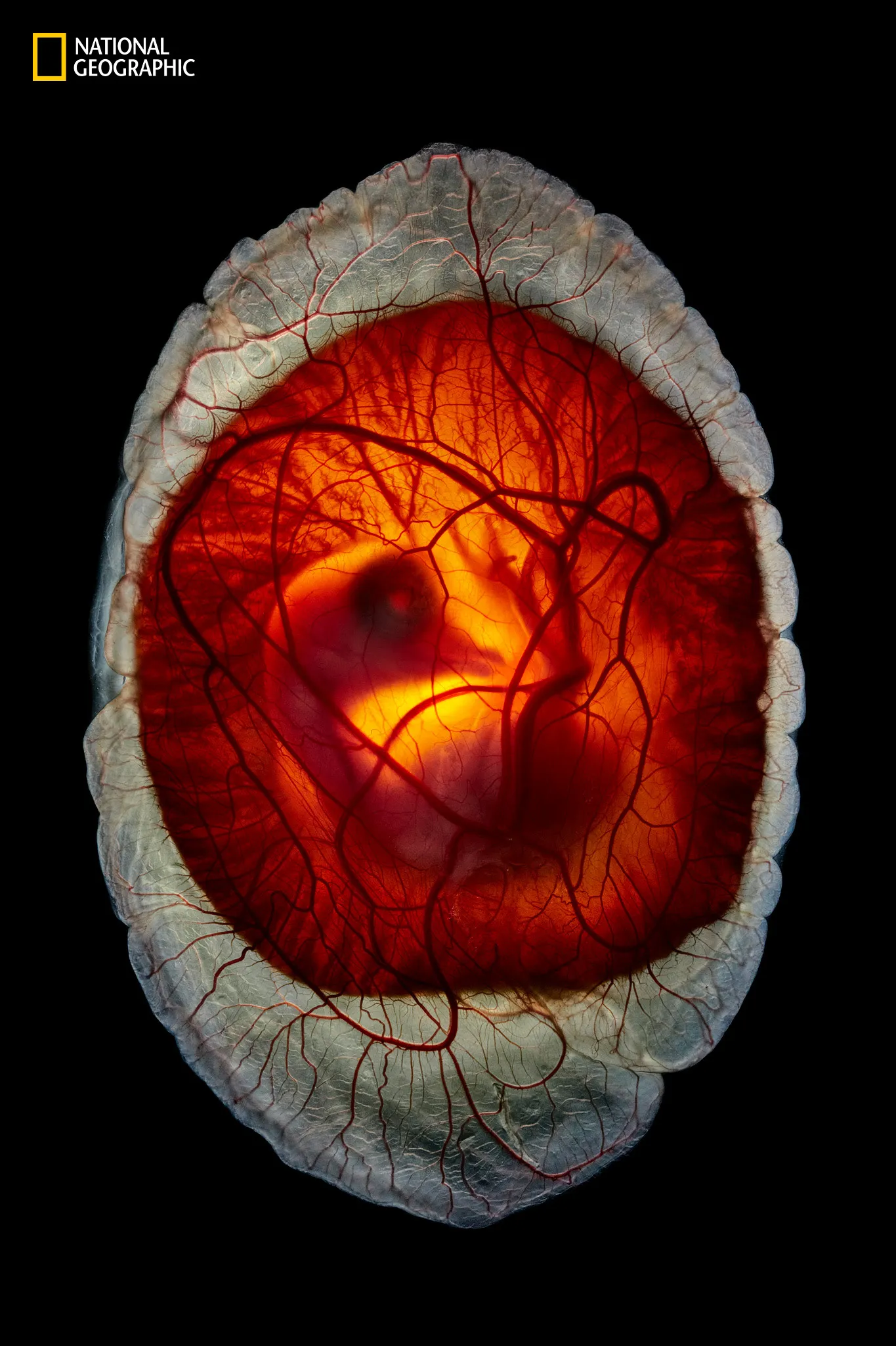 Για χρόνια, ο φωτογράφος Anand Varma προσπάθησε να τεκμηριώσει πότε ένας κρόκος αυγού εξακολουθεί να φαίνεται αλλά μια μορφή πουλιού έχει εμφανιστεί ξεκάθαρα. Πειραματίστηκε επωάζοντας έμβρυα σε τεχνητά κελύφη προτού συλλάβει τελικά τη μεταμόρφωση σε ηλικία 12 ημερών. Ο Βάρμα μεγάλωσε χωριστά μερικά έμβρυα σε νεοσσούς, τα οποία δώρισε σε άτομα της κοινότητας. (Φωτογραφία Anand Varma)