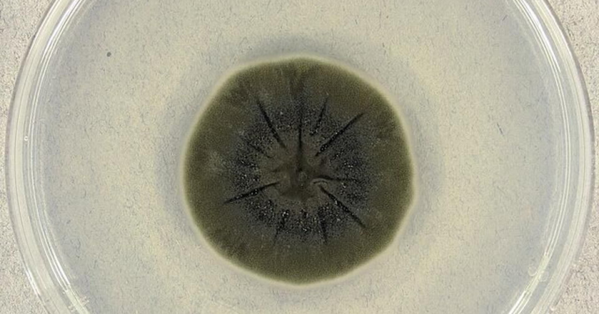 Ανακαλύψτε πώς ένας ραδιενεργός οργανισμός μπορεί να σώσει τους αστροναύτες από τις επικίνδυνες ακτινοβολίες!