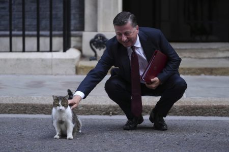 Συναρπαστική Έρευνα: Οι Γάτες Νιαουρίζουν Περισσότερο στους Άντρες – Δείτε Γιατί!