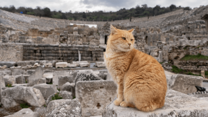 Ο Ρωμαϊκός στρατός βοήθησε να έρθουν οι γάτες στην Ευρώπη