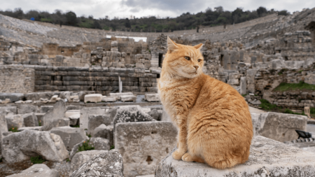 Ο Ρωμαϊκός στρατός βοήθησε να έρθουν οι γάτες στην Ευρώπη Ο Ρωμαϊκός στρατός βοήθησε να έρθουν οι γάτες στην Ευρώπη