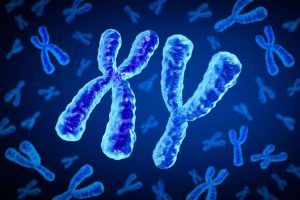 «Τι συμβαίνει με το χρωμόσωμα Y; Το νέο γονίδιο φύλου που μπορεί να αλλάξει για πάντα το μέλλον των ανδρών!» «Τι συμβαίνει με το χρωμόσωμα Y; Το νέο γονίδιο φύλου που μπορεί να αλλάξει για πάντα το μέλλον των ανδρών!»