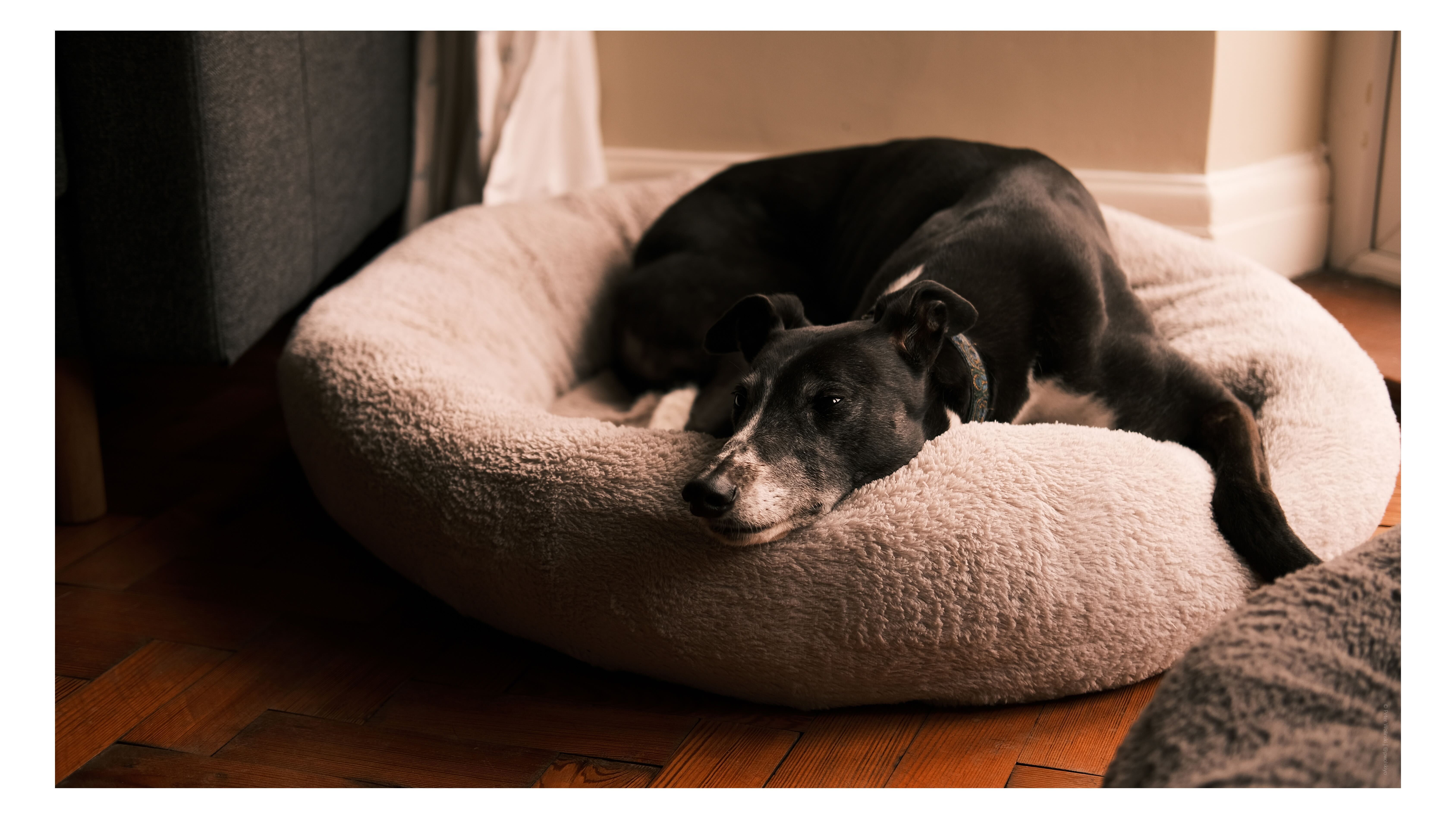 Μια φωτογραφία ενός σκύλου που τραβήχτηκε στο Fujifilm X-E4