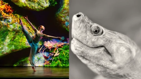 Η χελώνα Ruby χρειάζεται ένα νέο θερμοκήπιο. Οι χορευτικές εταιρείες ενισχύονται. Η χελώνα Ruby χρειάζεται ένα νέο θερμοκήπιο. Οι χορευτικές εταιρείες ενισχύονται.