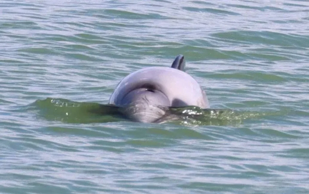 «Ανακαλύφθηκε το πιο σπάνιο δελφίνι του κόσμου: Μη χάσετε αυτή την απίστευτη ιστορία!»
