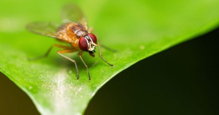 Μαθαίνοντας τη Ζωή: Η AI του MIT Αποκαλύπτει τα Μυστικά της Ανάπτυξης Κύτταρο προς Κύτταρο με 90% Ακρίβεια!