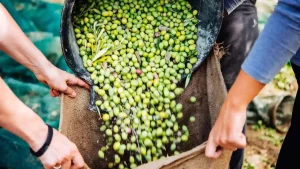 «Σοκ! Παράταση στην Ψηφιακή Παρακολούθηση Ελαιοκάρπου έως τον Μάιο του 2026 – Τι Σημαίνει Για Εσάς;» «Σοκ! Παράταση στην Ψηφιακή Παρακολούθηση Ελαιοκάρπου έως τον Μάιο του 2026 – Τι Σημαίνει Για Εσάς;»