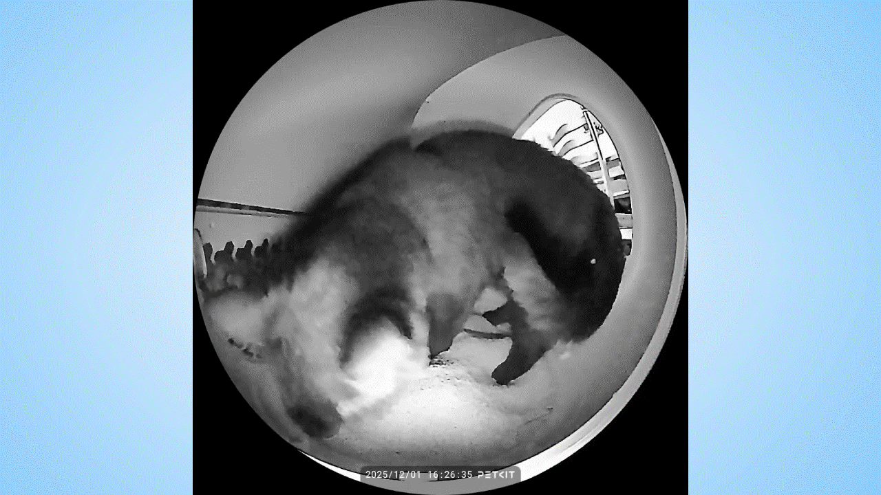 Απίστευτο! Αυτό το νέο ρομποτικό κουτί απορριμμάτων δεν κατασκοπεύει απλά τις γάτες μου – αποκαλύπτει μυστικά που δεν φαντάζεστε! Γάτα που χρησιμοποιεί το Petkit Purobot Max Pro 2.