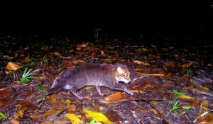 Μικροσκοπική άγρια γάτα εντοπίστηκε στην Ταϊλάνδη για πρώτη φορά μετά από 30 χρόνια Μικροσκοπική άγρια γάτα εντοπίστηκε στην Ταϊλάνδη για πρώτη φορά μετά από 30 χρόνια