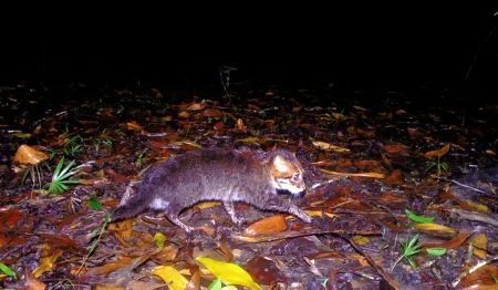Μικροσκοπική άγρια ​​γάτα εντοπίστηκε στην Ταϊλάνδη για πρώτη φορά μετά από 30 χρόνια