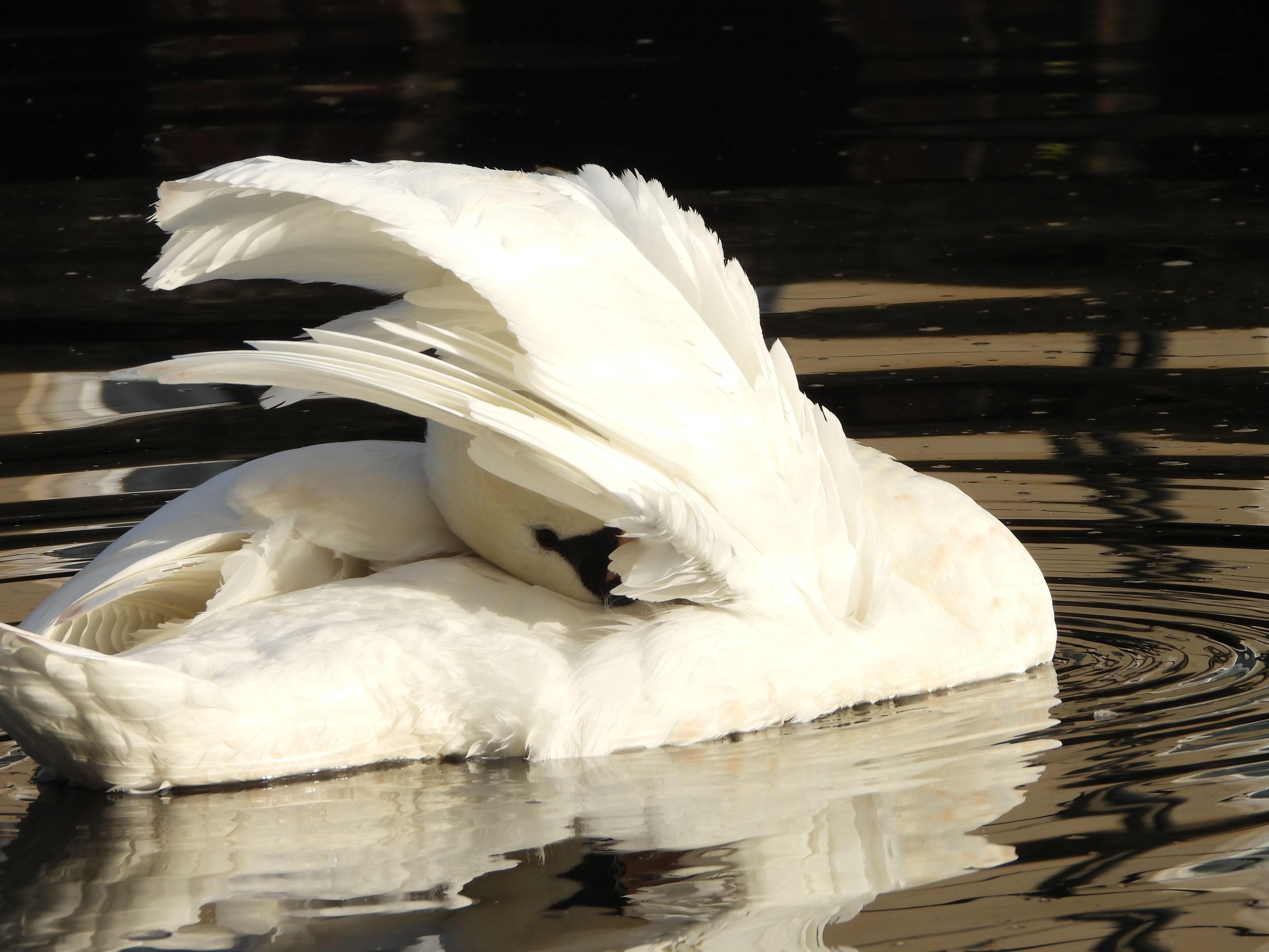 A photo taken on a Nikon Coolpix P1100 digital camera