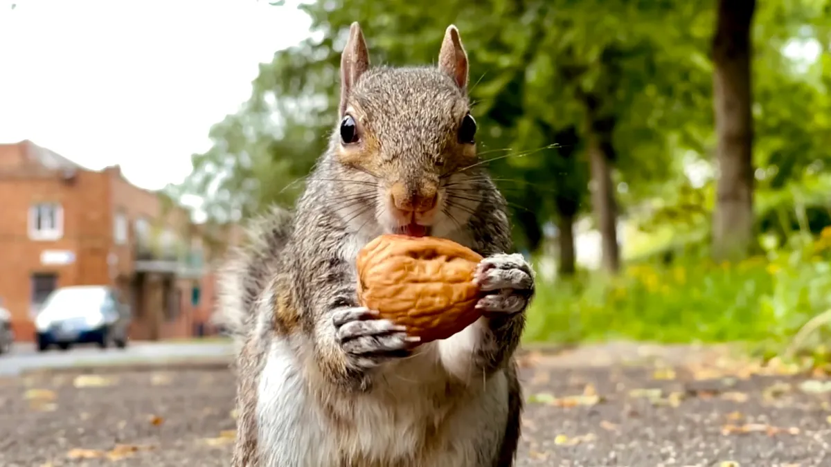 Squirrels can find 85% of the nuts they hide Squirrels can find 85% of the nuts they hide