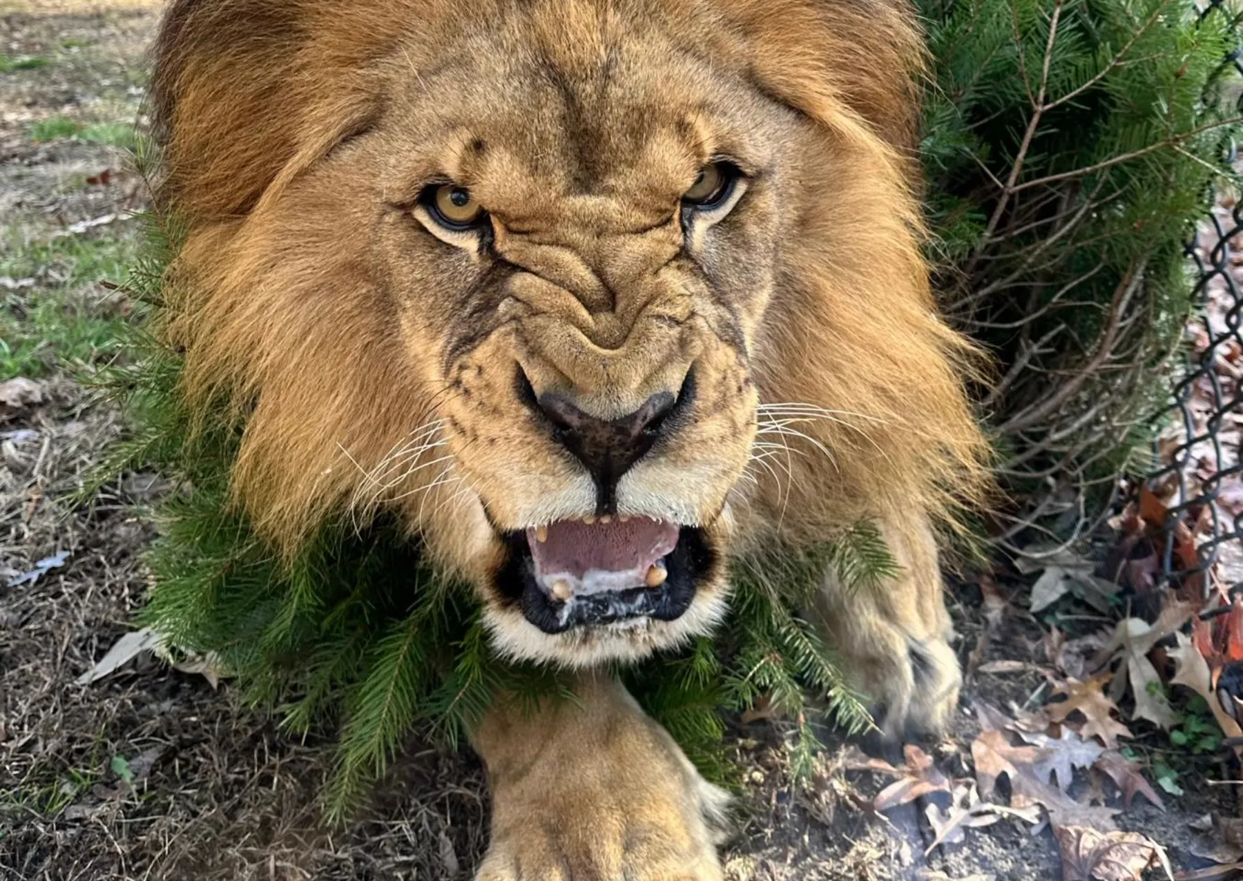 Τα δωρισμένα χριστουγεννιάτικα δέντρα αποκτούν δεύτερη ζωή στο ζωολογικό κήπο ένα λιοντάρι βρυχάται ενώ είναι ξαπλωμένο σε ένα αειθαλές δέντρο