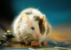 Ανακαλύψτε τα Μυστικά των Ποντικών Εργαστηρίου: Πώς Επιβιώνουν στη Φύση! Ανακαλύψτε τα Μυστικά των Ποντικών Εργαστηρίου: Πώς Επιβιώνουν στη Φύση!