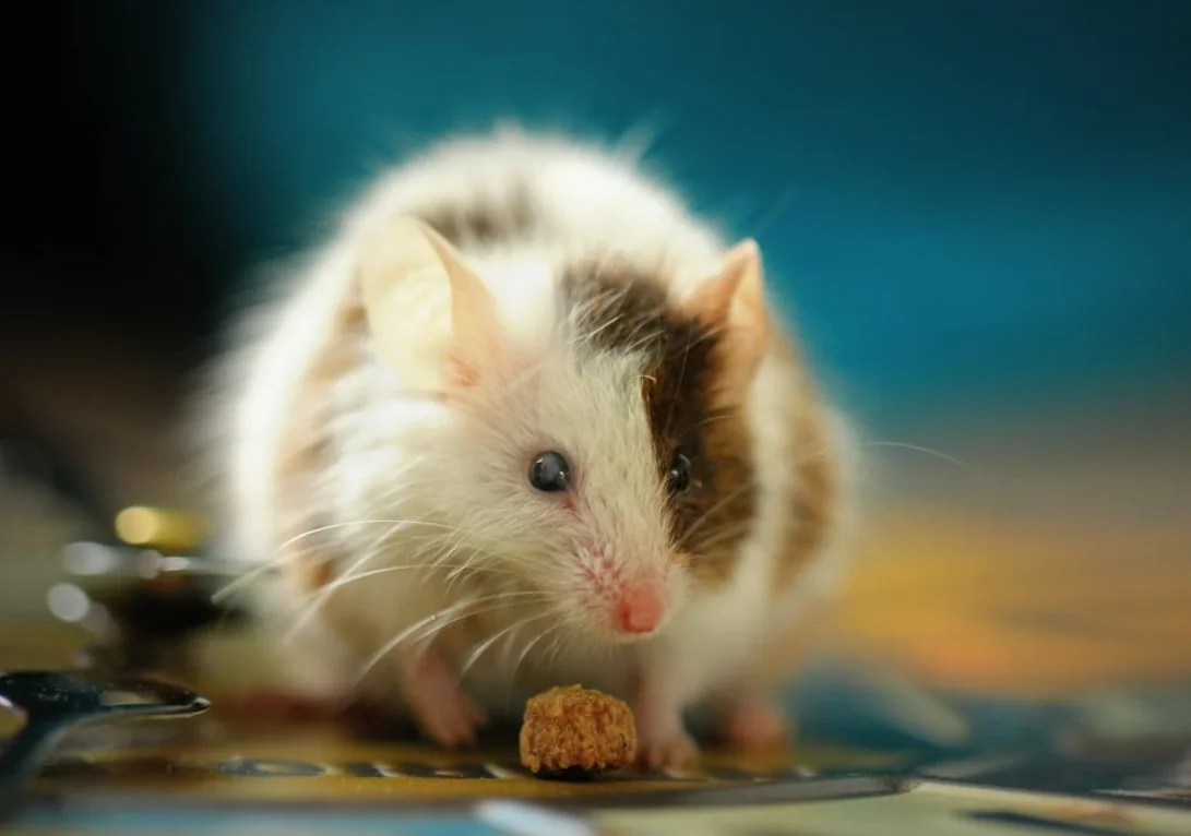 Ανακαλύψτε τα Μυστικά των Ποντικών Εργαστηρίου: Πώς Επιβιώνουν στη Φύση! Ανακαλύψτε τα Μυστικά των Ποντικών Εργαστηρίου: Πώς Επιβιώνουν στη Φύση!