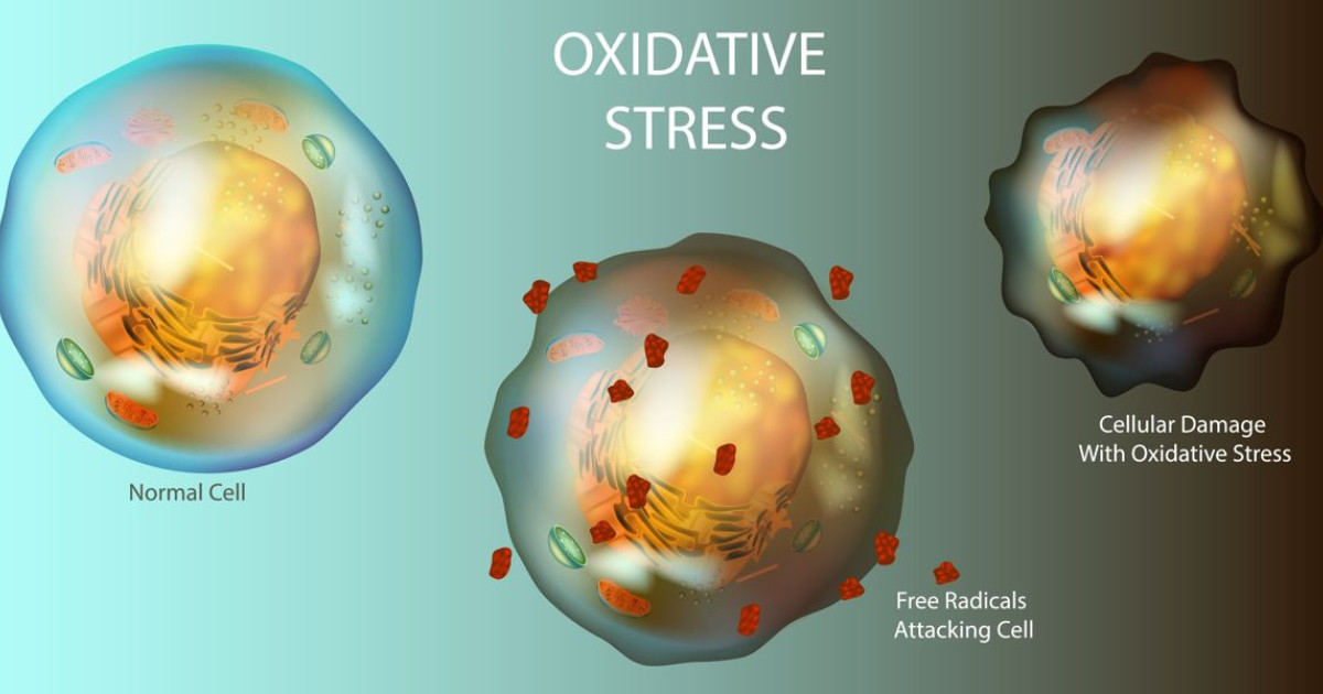 Ανακάλυψε την Πρωτεΐνη που Μπορεί να Σταματήσει τη Γήρανση! Ανακάλυψε την Πρωτεΐνη που Μπορεί να Σταματήσει τη Γήρανση!