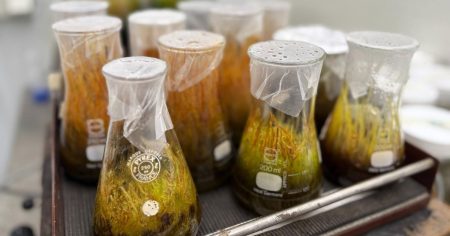 Ανακαλύψτε πώς ένα «ταπεινό» βρύο γίνεται το απόλυτο βιολογικό φίλτρο κατά των τοξικών μετάλλων!