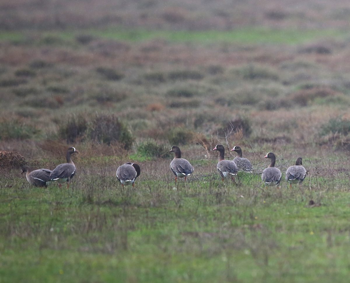«Ανατροπή στον Δέλτα Έβρου: Επανεμφάνιση των σπάνιων Νανόχηνων! Η επείγουσα προειδοποίηση που πρέπει όλοι να γνωρίζουν!» «Ανατροπή στον Δέλτα Έβρου: Επανεμφάνιση των σπάνιων Νανόχηνων! Η επείγουσα προειδοποίηση που πρέπει όλοι να γνωρίζουν!»
