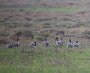 «Ανατροπή στον Δέλτα Έβρου: Επανεμφάνιση των σπάνιων Νανόχηνων! Η επείγουσα προειδοποίηση που πρέπει όλοι να γνωρίζουν!» «Ανατροπή στον Δέλτα Έβρου: Επανεμφάνιση των σπάνιων Νανόχηνων! Η επείγουσα προειδοποίηση που πρέπει όλοι να γνωρίζουν!»