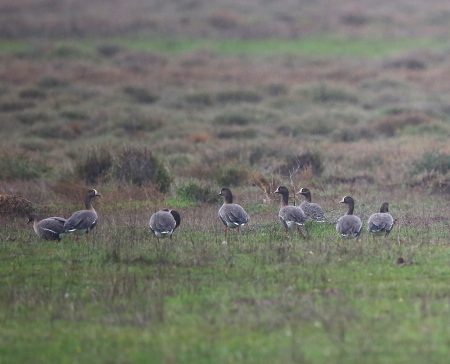«Ανατροπή στον Δέλτα Έβρου: Επανεμφάνιση των σπάνιων Νανόχηνων! Η επείγουσα προειδοποίηση που πρέπει όλοι να γνωρίζουν!» «Ανατροπή στον Δέλτα Έβρου: Επανεμφάνιση των σπάνιων Νανόχηνων! Η επείγουσα προειδοποίηση που πρέπει όλοι να γνωρίζουν!»