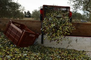 «Επανάσταση στη Γεωργία: Η Ιταλία παρουσιάζει τη θαυματουργή ελιά που ζει χωρίς νερό και παράγει ασταμάτητα!»