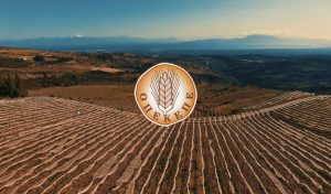 Ανατροπή στην υποστήριξη αγροτών: Ενστάσεις για αγροτεμάχια χωρίς ΚΑΕΚ – Τι πρέπει να ξέρετε για το Μέτρο 23!