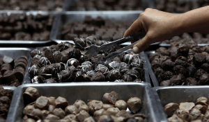 «Πτώση τιμής του κακάο: Γιατί η σοκολάτα συνεχίζει να μας κοστίζει μια περιουσία!» «Πτώση τιμής του κακάο: Γιατί η σοκολάτα συνεχίζει να μας κοστίζει μια περιουσία!»