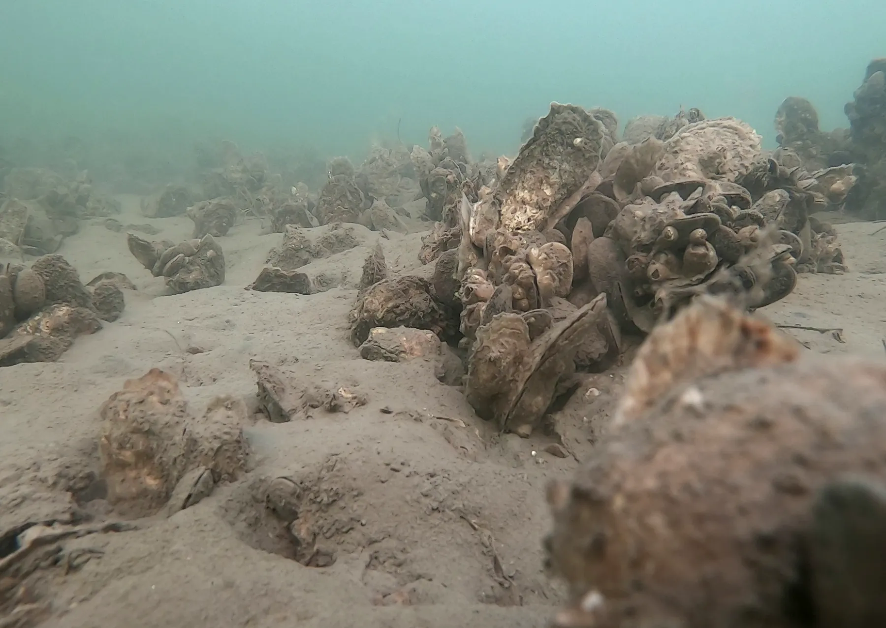 ένας ύφαλος στρειδιών