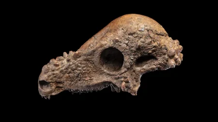 Ένας «θεαματικός» θόλος δεινοσαύρων κατευθύνεται προς το Smithsonian