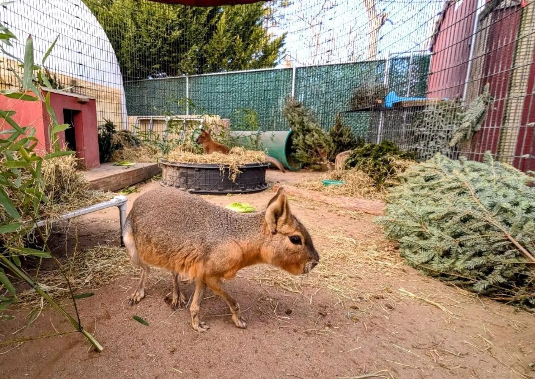 Τα δωρισμένα χριστουγεννιάτικα δέντρα αποκτούν δεύτερη ζωή στο ζωολογικό κήπο ένα μεγάλο τρωκτικό περπατά δίπλα σε αειθαλή δέντρα