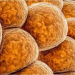 «Αυτό το κρυφό ένζυμο που ελέγχει την αύξηση βάρους μπορεί να αλλάξει τη ζωή σας!»