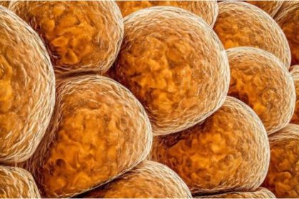 «Αυτό το κρυφό ένζυμο που ελέγχει την αύξηση βάρους μπορεί να αλλάξει τη ζωή σας!»