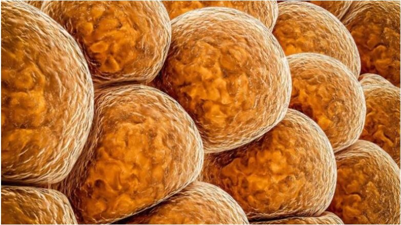 «Αυτό το κρυφό ένζυμο που ελέγχει την αύξηση βάρους μπορεί να αλλάξει τη ζωή σας!»