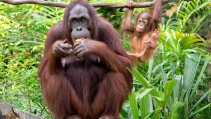 «Συναγερμός! Ο Σπανιότερος Πίθηκος του Κόσμου σε Κίνδυνο μετά τον Κυκλώνα στη Σουμάτρα!» «Συναγερμός! Ο Σπανιότερος Πίθηκος του Κόσμου σε Κίνδυνο μετά τον Κυκλώνα στη Σουμάτρα!»