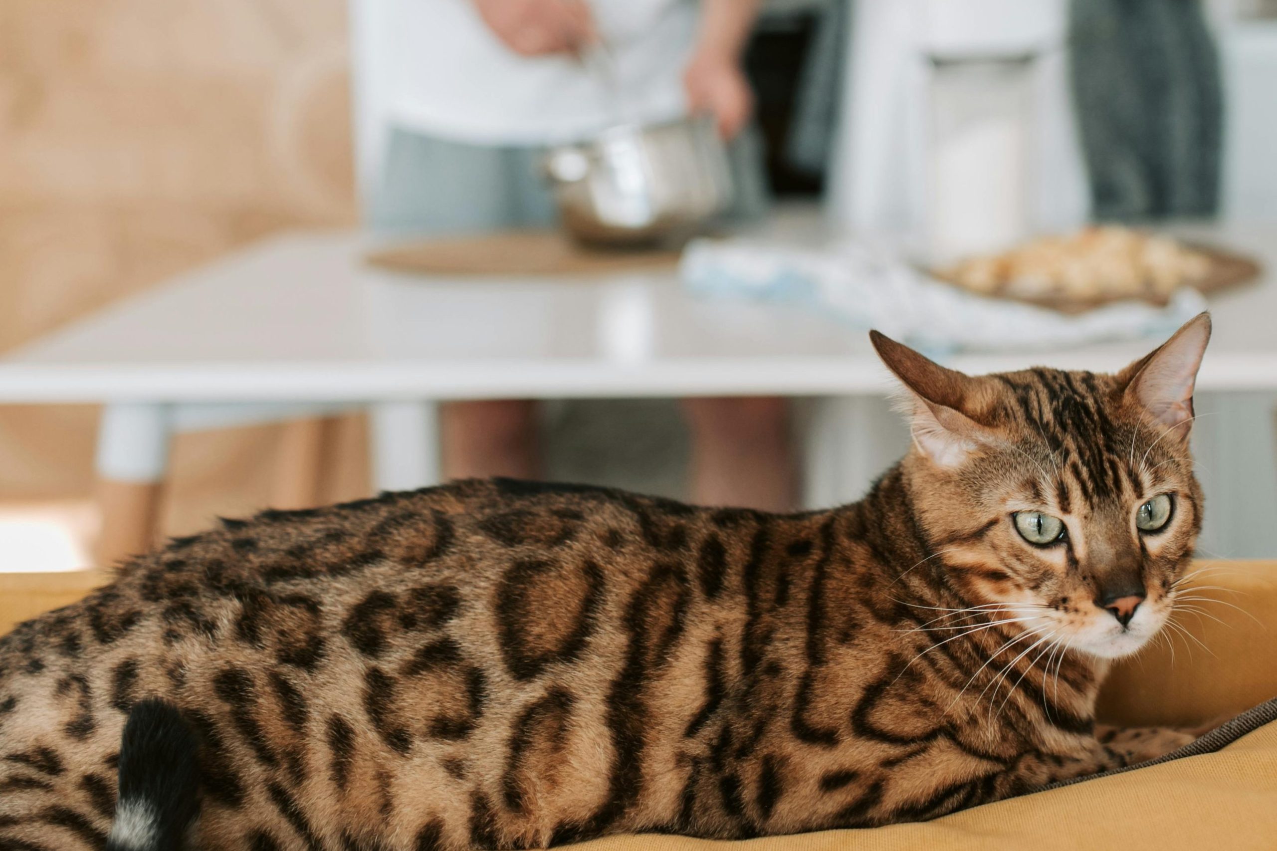 «Σοκ! Οι γάτες έγιναν οι πιστοί μας σύντροφοι πολύ αργότερα απ' ό,τι φαντάζεσαι!» Οι γάτες έγιναν σύντροφοί μας πολύ αργότερα απ' όσο νομίζαμε
