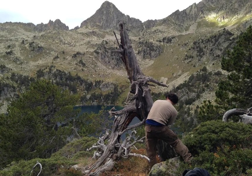 «Ανατριχιαστικοί Συνδετικοί Ίνες: Πώς ένα Ηφαίστειο Έφερε την Καταστροφή της Χειρότερης Πανδημίας στην Ιστορία!» Οι ερευνητές εξετάζουν δακτυλίους ανάπτυξης σε δέντρα των Πυρηναίων (Ulf Büntgen)