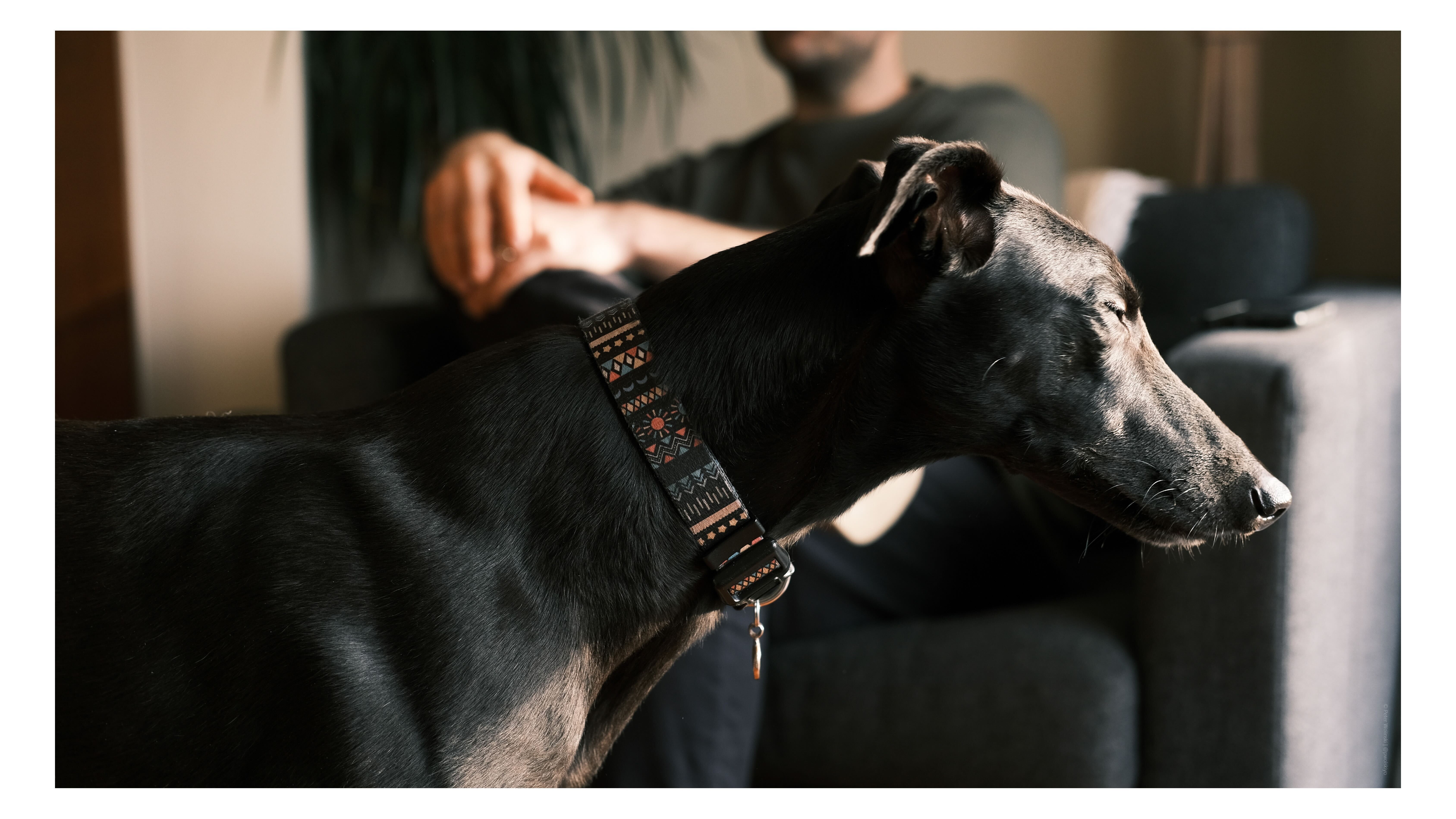 Μια φωτογραφία ενός σκύλου που τραβήχτηκε στο Fujifilm X-E4