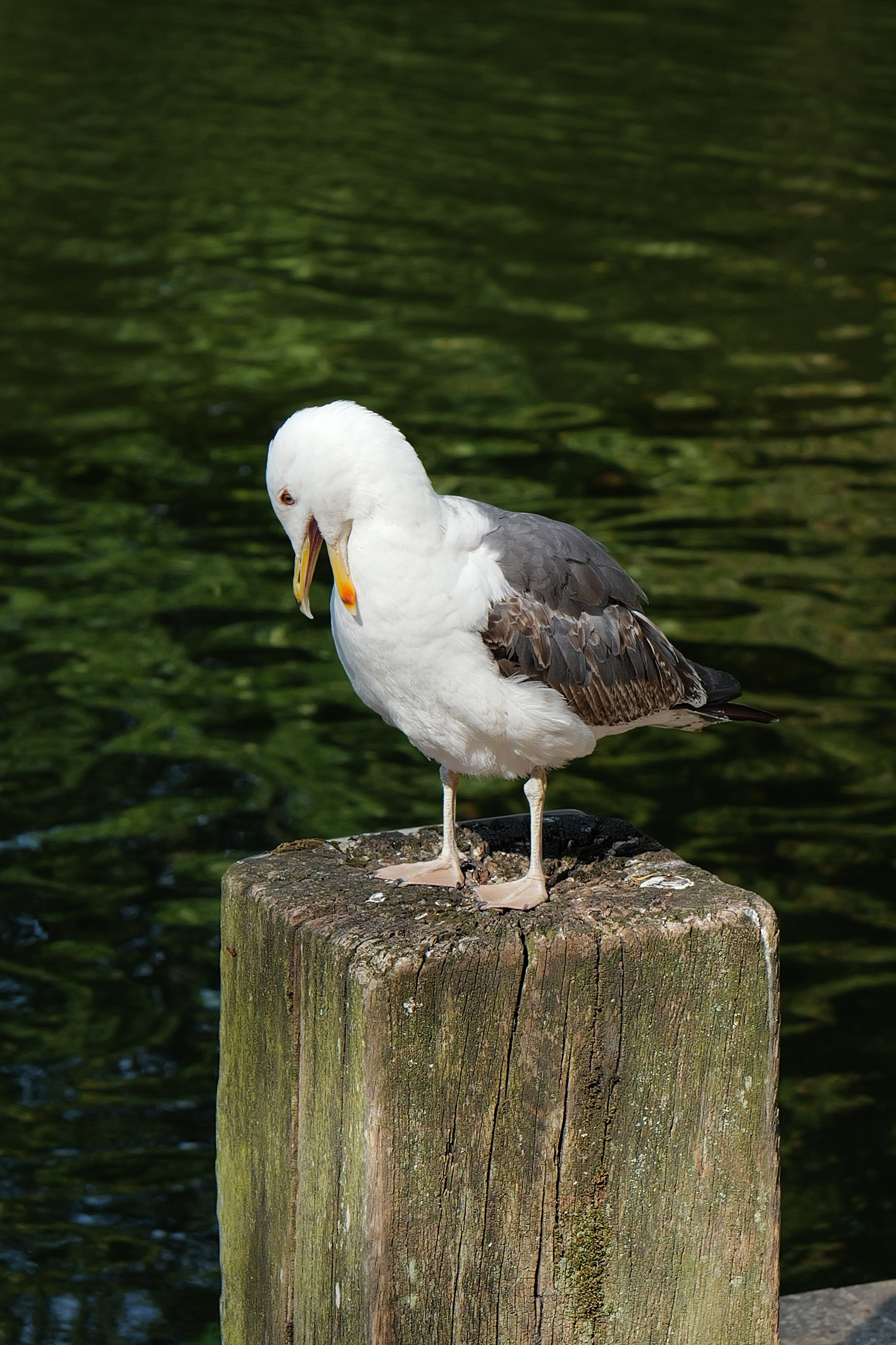 A photo of a seagull taken on a Leica Q3 43 camera