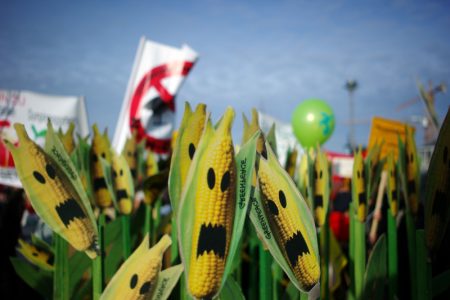 Σοκ και Δέος: Η Greenpeace προειδοποιεί – Τα νέα μεταλλαγμένα κρύβουν τους ίδιους κινδύνους! Η Ελλάδα πρέπει να πει ένα δυνατό «όχι» στη νέα νομοθεσία! Σοκ και Δέος: Η Greenpeace προειδοποιεί - Τα νέα μεταλλαγμένα κρύβουν τους ίδιους κινδύνους! Η Ελλάδα πρέπει να πει ένα δυνατό «όχι» στη νέα νομοθεσία!