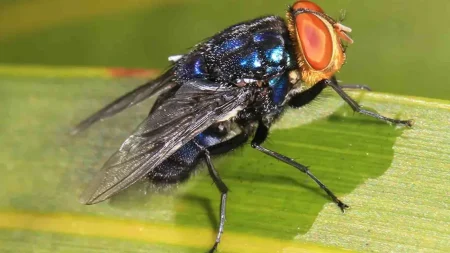 «Φοβερές ραγδαίες εξελίξεις: Σαρκοφάγος μύγα έρχεται απειλητικά προς τις ΗΠΑ!»