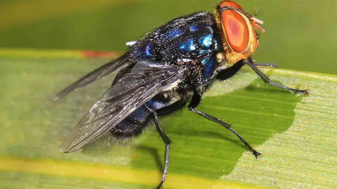 «Φοβερές ραγδαίες εξελίξεις: Σαρκοφάγος μύγα έρχεται απειλητικά προς τις ΗΠΑ!» «Φοβερές ραγδαίες εξελίξεις: Σαρκοφάγος μύγα έρχεται απειλητικά προς τις ΗΠΑ!»