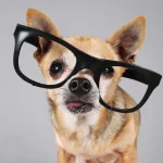 Αυτά είναι τα καλύτερα gadget για το κατοικίδιο σας αυτή τη στιγμή