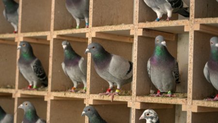 «Ανακαλύφθηκε μετά από 40 χρόνια: Η μυστική βιολογική πυξίδα των πτηνών αποκαλύπτεται!»