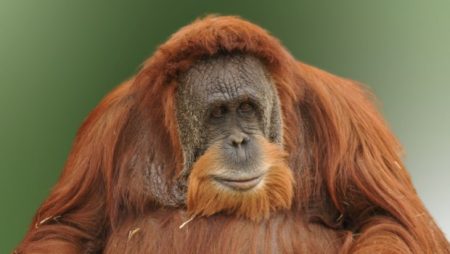 «ΣΟΚ! Χάθηκαν οι τελευταίοι ουρακοτάγκοι του Ταπανούλι μετά τον καταστροφικό κυκλώνα στη Σουμάτρα!»