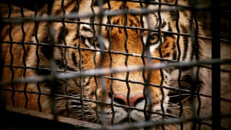 «Σοκ στις Αρχές: Ρεκόρ Λαθρεμπορίου Άγριας Ζωής – Ανατριχιαστικά Τα Στοιχεία για Κατασχέσεις Ζώων και Φυτών!» «Σοκ στις Αρχές: Ρεκόρ Λαθρεμπορίου Άγριας Ζωής – Ανατριχιαστικά Τα Στοιχεία για Κατασχέσεις Ζώων και Φυτών!»