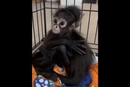 Μωρά μαϊμούδες αράχνη διασώθηκαν στο Τέξας