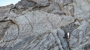 Σοκαριστική ανακάλυψη στην Ιταλία: Χιλιάδες αποτυπώματα δεινοσαύρων ανακαλύφθηκαν στους Άλπεις, κοντά στους χώρους των Χειμερινών Ολυμπιακών Αγώνων! Σοκαριστική ανακάλυψη στην Ιταλία: Χιλιάδες αποτυπώματα δεινοσαύρων ανακαλύφθηκαν στους Άλπεις, κοντά στους χώρους των Χειμερινών Ολυμπιακών Αγώνων!